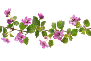 Beautiful purple flowers for decorative on transparent background.