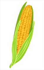 Ripe Corn cob. Cute corn or corncob in cartoon style. Maize growth plant. Organic food, vegetables and restaurant concept. Simple corn vector illustration isolated on white background.