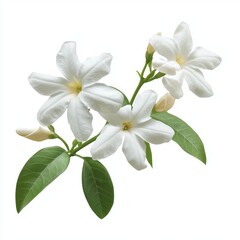 Elegant White Flower Blossoms with Green Leaves Isolated on Soft Background for Nature Inspired Designs