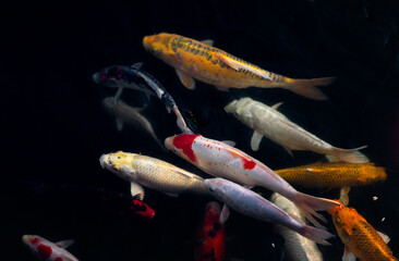 A serene koi pond with multicolored koi fish swimming just beneath the surface.	