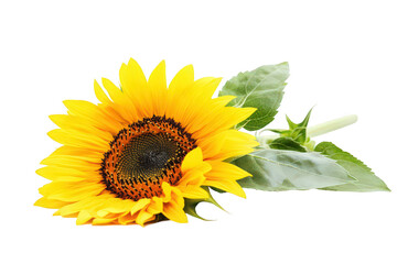 Obraz premium Vibrant Sunflower with Lush Green Leaves Isolated on White Background
