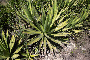 Fototapeta premium Wild maguey jabali (Agave Convallis) plants on an organic plantation for the production of mezcal in the Oaxaca Valley in Mexico.