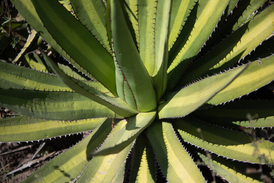 Wild maguey jabali (Agave Convallis) plants on an organic plantation for the production of mezcal in the Oaxaca Valley in Mexico.