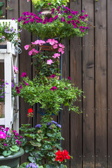 Various colorful flowers in pots and containers in terrace in summertime, vivid bright blossoms blooming in background of terrace, copy space 