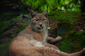 Eurasischer Luchs im Wald