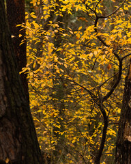 a tree with yellow leaves