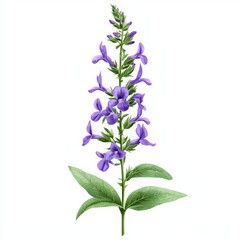 Fototapeta premium Delicate Purple Flower with Green Leaves on a White Background Ideal for Floral Designs or Nature Illustrations
