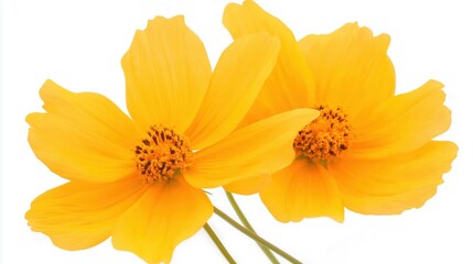 Two Bright Yellow Flowers Blooming Against a Clean White Background Evoking Joy and Freshness