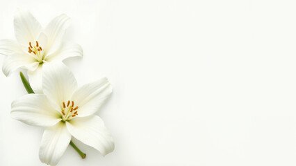 Elegant white lilies placed on a white background show off their delicate beauty in a tranquil setting.