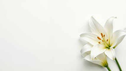 Elegant white lilies placed on a white background show off their delicate beauty in a tranquil setting.