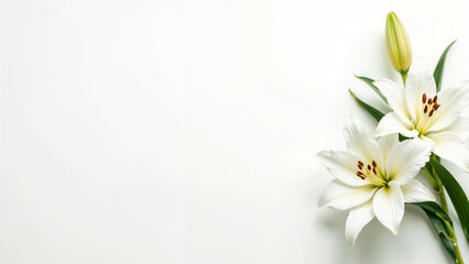 Obraz premium Elegant white lilies placed on a white background show off their delicate beauty in a tranquil setting.