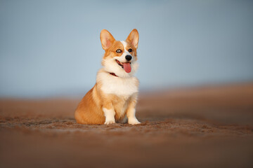 happy corgi dog sitting on a beach at sunset