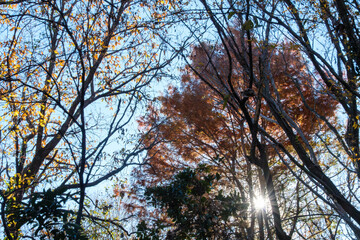 紅葉と太陽