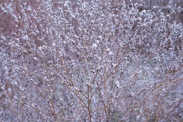 Snow-covered dry grass in winter. Winter landscape. frozen plants in december. winter background with snow. winter grass with snow   