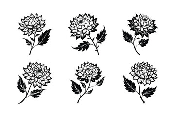 Chrysanthemum (Chrysanthemum spp.) silhouette vector art illustration