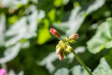 Close-up photo of blooming red Kalanchoe flower buds