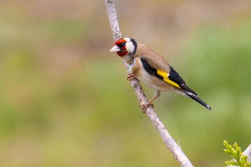 European Goldfinch on a branch