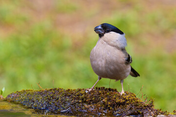 Obraz premium Eurasian Bullfinch on the moss