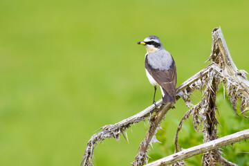 Obraz premium Northern Wheatear with bug hunt