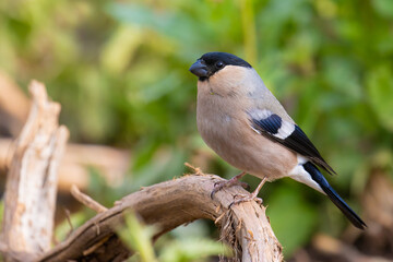 Eurasian Bullfinch on a branch
