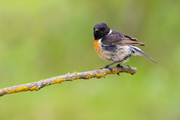 Fototapeta premium European Stonechat on a branch