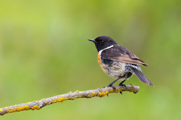 European Stonechat on a branch