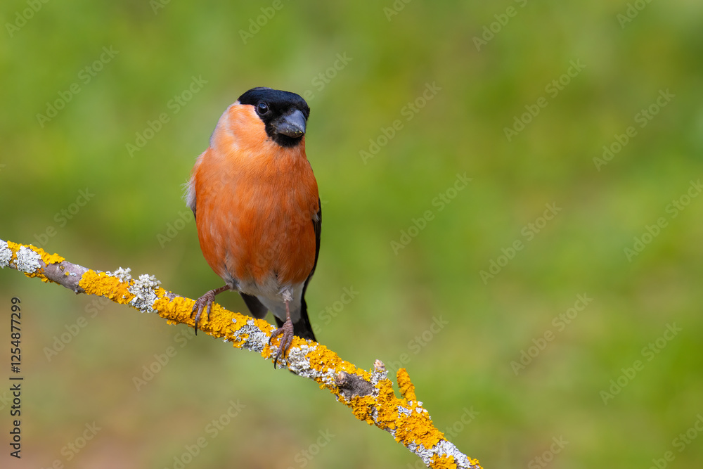 Wall mural Eurasian Bullfinch on a branch