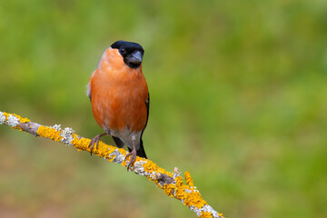 Fototapeta premium Eurasian Bullfinch on a branch