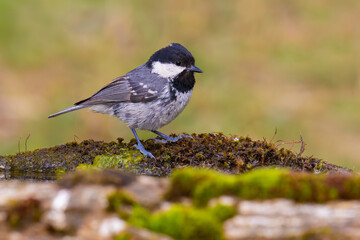 Obraz premium Coal Tit on the moss