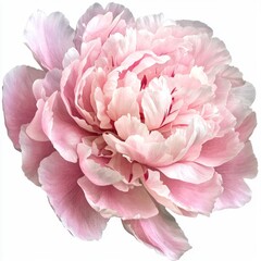Obraz premium Blooming Pink Peony Flower with Delicate Petals and Soft Texture Against a White Background
