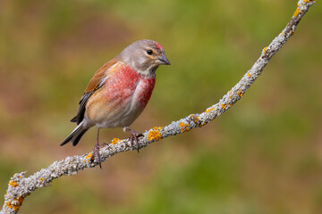 Common Linnet on a branch