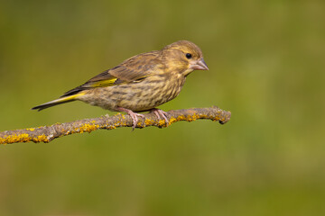 Fototapeta premium European Greenfinch on a branch