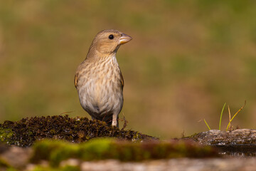 Fototapeta premium Common rosefinch on the moss
