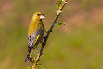 European Greenfinch on a branch