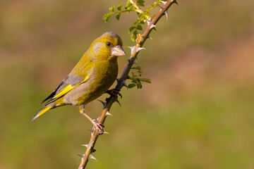 European Greenfinch on a branch