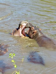 Fototapeta premium hippopotamus fighting in water