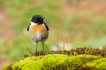 European Stonechat on the moss