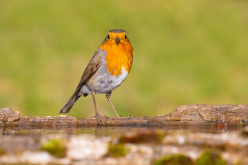 European Robin came for water