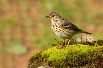 Tree Pipit on the moss