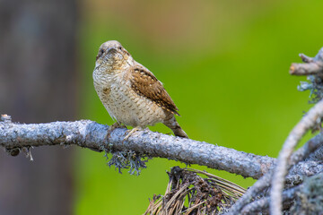 Eurasian Wryneck on a branch