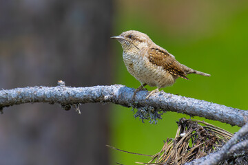 Eurasian Wryneck on a branch