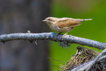 Eurasian Wryneck on a branch