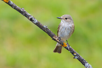 Spotted Flycatcher