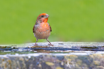 Common Rosefinch came for water
