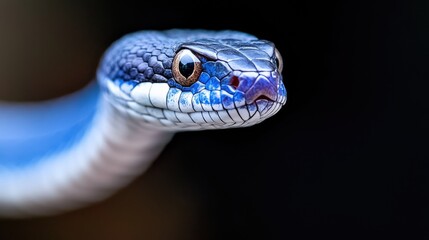Obraz premium Blue snake head closeup, rainforest background, wildlife photography, nature