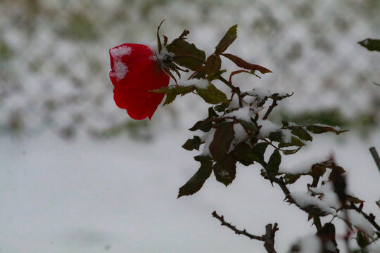 Red Flower in Snow