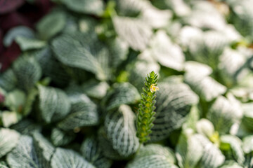 Close-up photo of yellow coleus flowers in bloom
