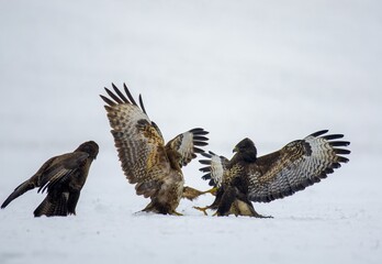 Common buzzard (Buteo buteo) in flying, fighting buzzards in natural habitat, hawk bird on the ground, predatory bird close up hunting time winter frosty day with snow. Dogfight, fight for survival.