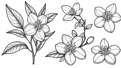 Obraz premium Elegant Botanical Line Art Blooms