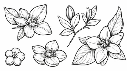 Obraz premium Elegant Floral Line Art Set